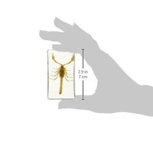 REALBUG Scorpion Collection 2pc Set