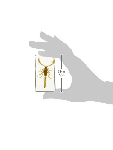 REALBUG Scorpion Collection 2pc Set