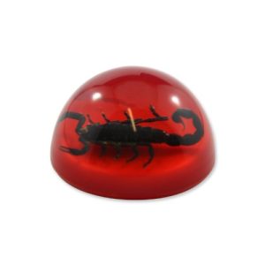 REALBUG 1.9 " Black Scorpion Dome Paperweight Red