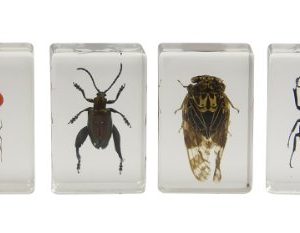 Celestron 44409 3D Bug Specimen Kit #3 (Black, Orange, Brown)