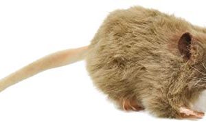 HANSA Mouse Plush, Brown
