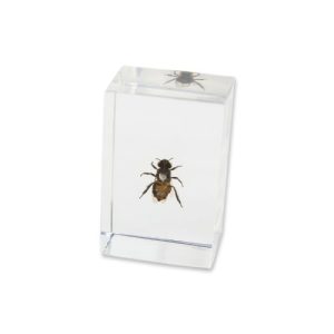 REALBUG Honey Bee Paperweight (1.8x1.1x0.8)