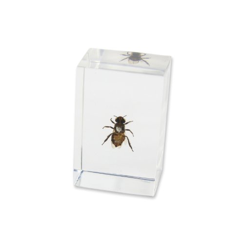 REALBUG Honey Bee Paperweight (1.8x1.1x0.8)