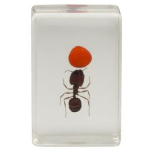 Celestron 44409 3D Bug Specimen Kit #3 (Black, Orange, Brown)