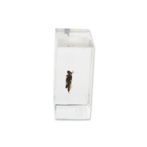 REALBUG Honey Bee Paperweight (1.8x1.1x0.8)