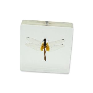 REALBUG Dragonfly Paperweight(3x3x1)