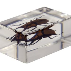 Celestron 44409 3D Bug Specimen Kit #3 (Black, Orange, Brown)