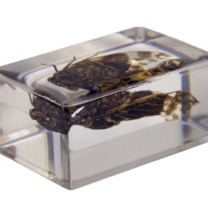 Celestron 44409 3D Bug Specimen Kit #3 (Black, Orange, Brown)