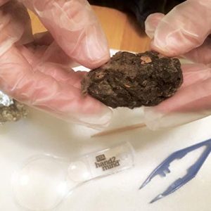 hand2mind Large Barn Owl Pellets (Pack of 50)