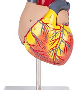Trademark Innovations 4.3" 2-Piece Human Heart Model Life Size