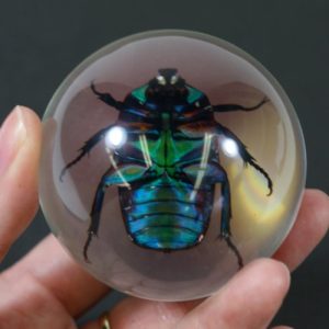 REALBUG 3 3/8 " Chafer Beetle Marble