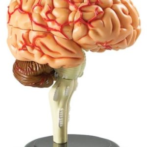 Learning Resources Brain Model