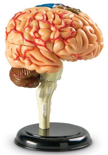 Learning Resources Brain Model