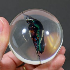 REALBUG 3 3/8 " Chafer Beetle Marble