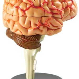 Learning Resources Brain Model