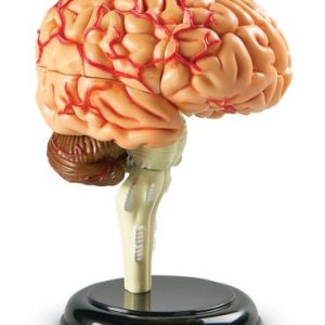 Learning Resources Brain Model