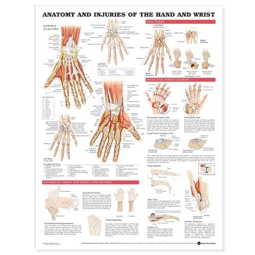 Anatomy and Injuries of The Hand and Wrist Anatomical Chart