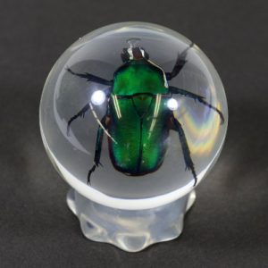 REALBUG 3 3/8 " Chafer Beetle Marble