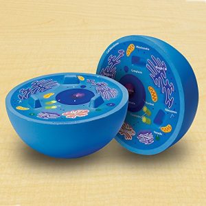 Learning Resources Cross-Section Animal Cell Model, Soft Foam, Early Biology, Classroom Teaching Aid, Grade 4+, Ages 9+