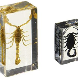 REALBUG Scorpion Collection 2pc Set