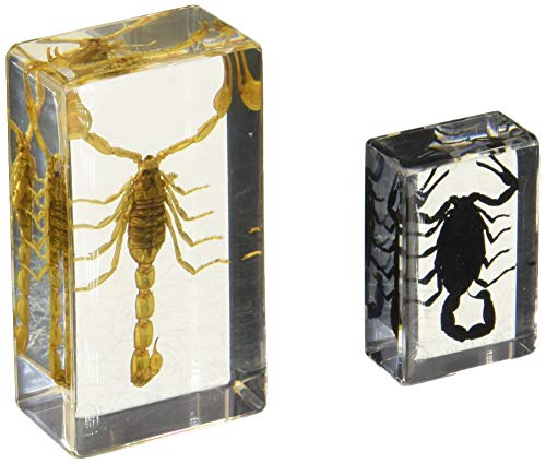 REALBUG Scorpion Collection 2pc Set