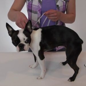 Rubie's Costume Company DC Comics Super Girl Pet Tutu Dress