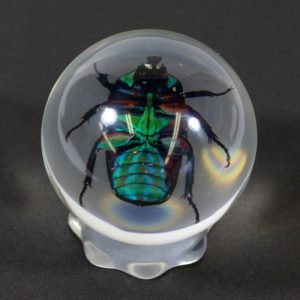 REALBUG 3 3/8 " Chafer Beetle Marble