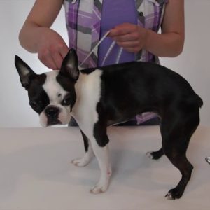 Rubies Costume Company Mermaid Dog Costume