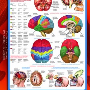 EuroGraphics Human Body (The Brain) 1000 Piece Puzzle